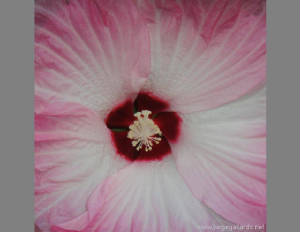 hibiscus_rose_mallow72dpi85x11.jpg