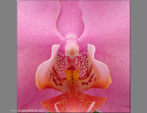 orchidmacro72dpi85x11.jpg