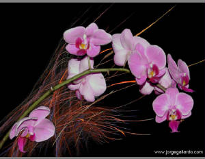 orchids72dpi85x11.jpg