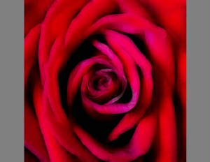 red_rose_is_a_digital_image_made_by_jorge_gallardo.jpg