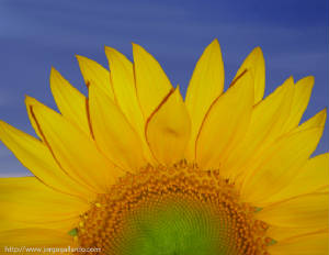 sundaysunflower72dpi85x11.jpg