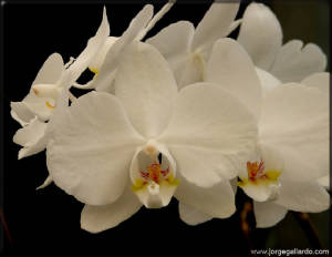 whiteorchids72dpi85x11.jpg