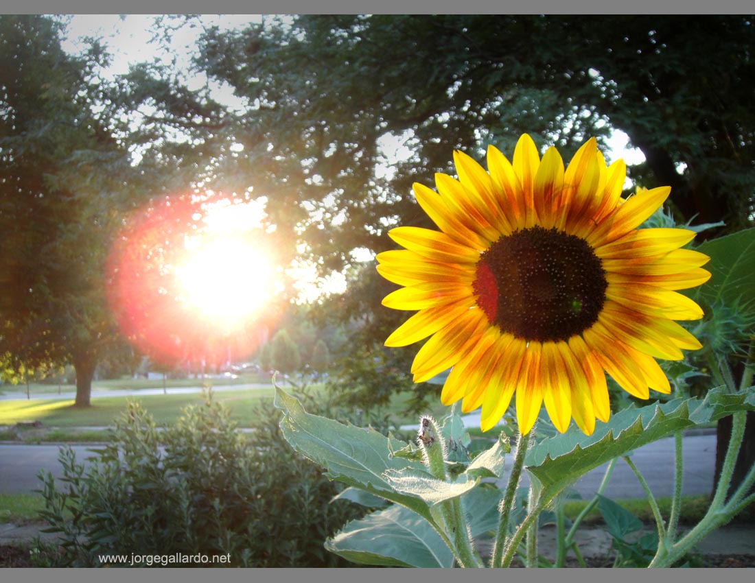 sunrise_sunflower_is_a_digital_photo_by_jorge_gallardo.jpg