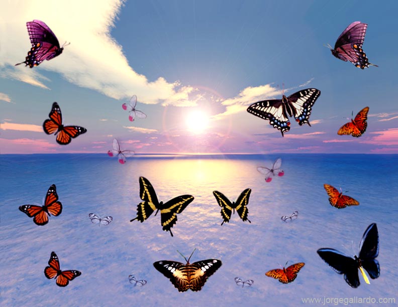 danceofthebutterflies72dpi85x11.jpg