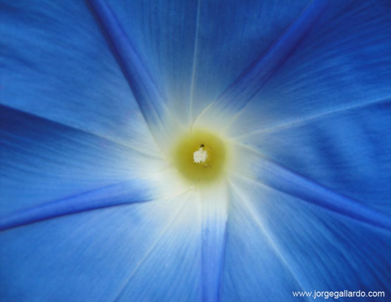 morningglory72dpi8_5x11.jpg