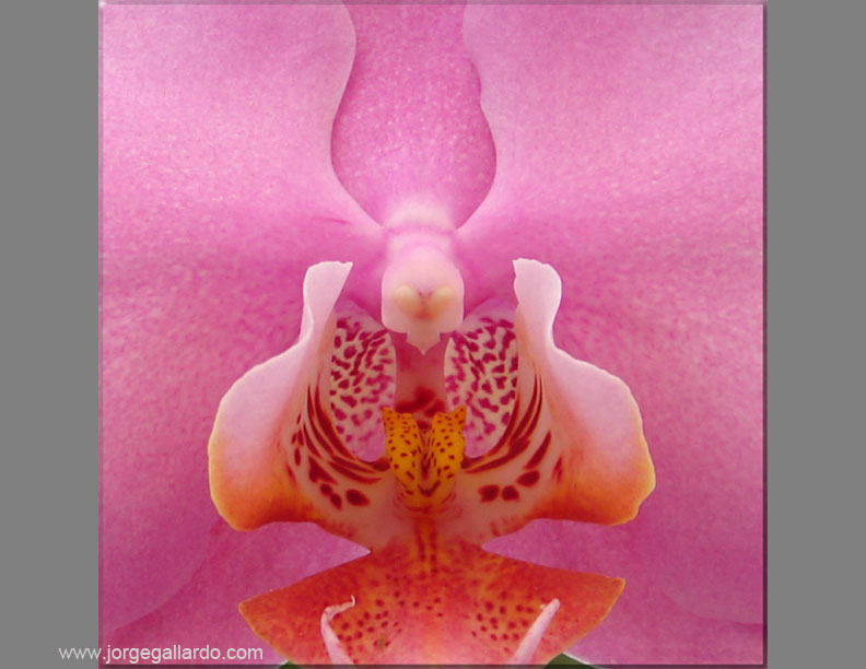 orchidmacro72dpi85x11.jpg