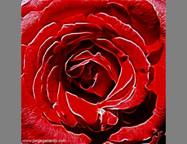 redrose72dpi85x11_7_15_2010.jpg