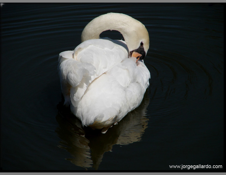 restingswan72dpi85x11.jpg