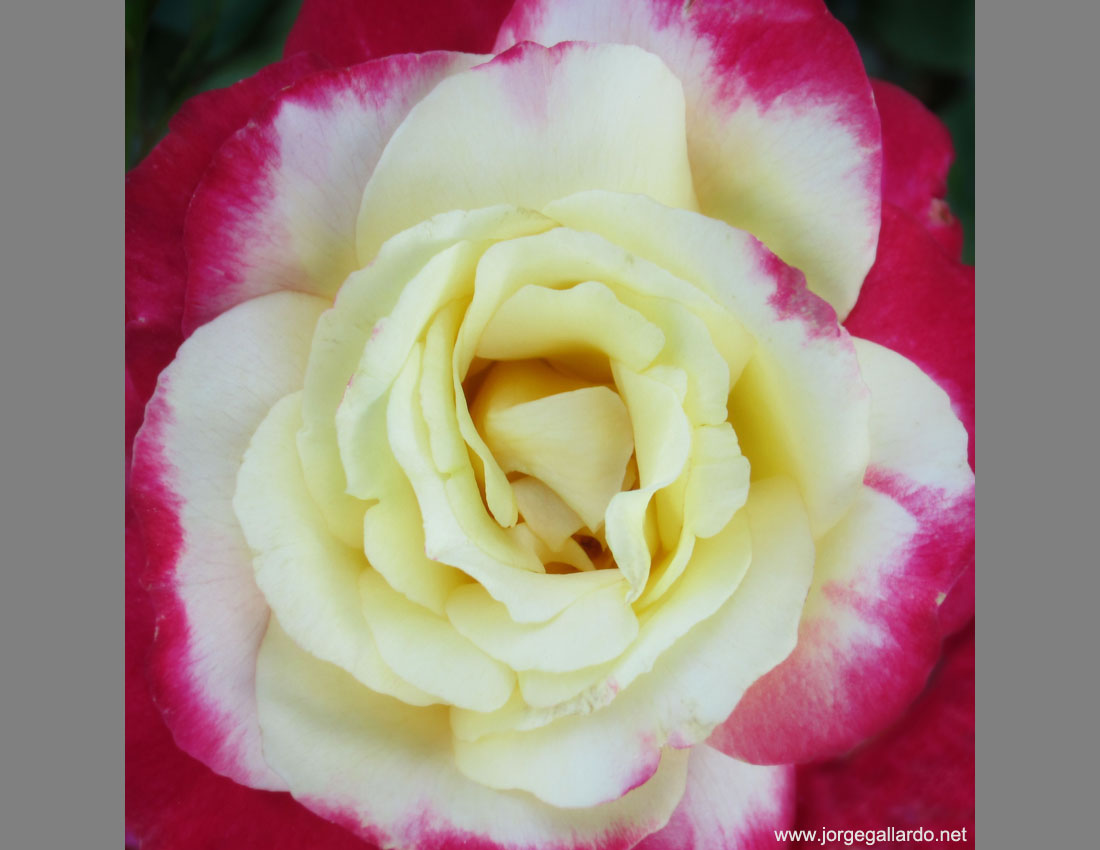 sagatuck_rose_is_a_digital_photograph_taken_by_jorge_gallardo.jpg