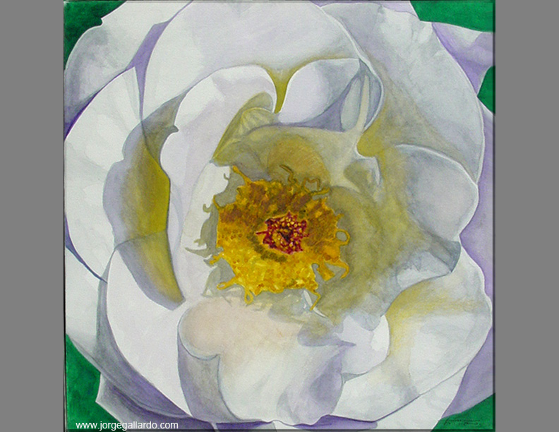 whiterose72dpi85x11.jpg